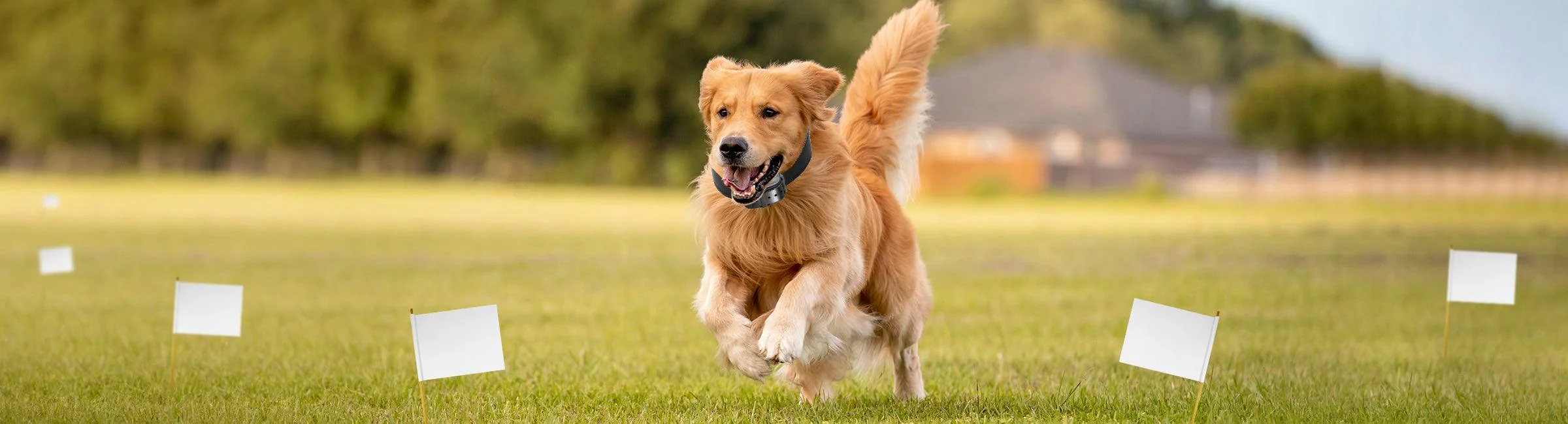 DogWatch receiver collars