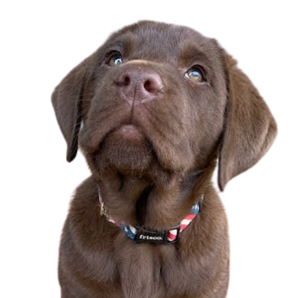 Wally the DogWatch puppy