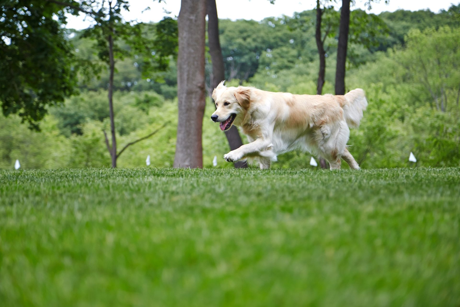 Happy dog playing safely in yard